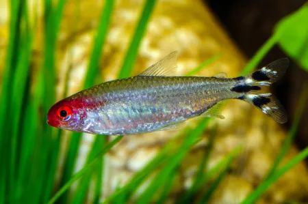 Fotografie druhu Petitella bleheri