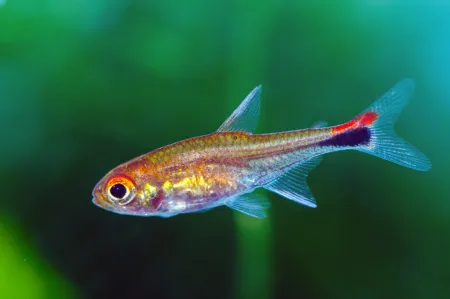 Fotografie druhu Axelrodia riesei