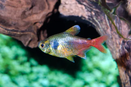 Fotografie druhu Hyphessobrycon roseus