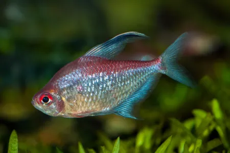 Fotografie druhu Hyphessobrycon pyrrhonotus