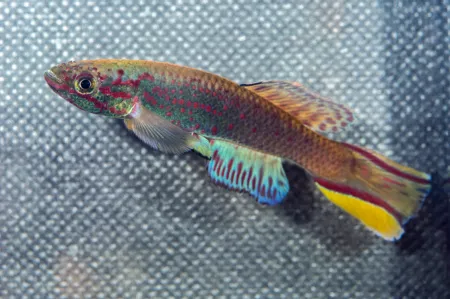 Fotografie druhu Callopanchax monroviae Paynesville L97