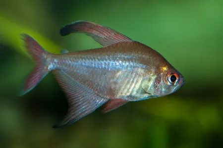 Fotografie druhu Hyphessobrycon jackrobertsi