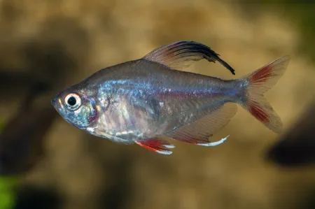 Fotografie druhu Megalamphodus rosaceus