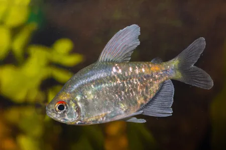 Fotografie druhu Makunaima pittieri