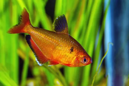 Fotografie druhu Megalamphodus eques