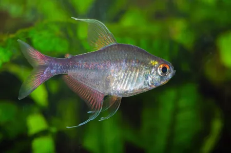 Fotografie druhu Hemigrammus filamentosus