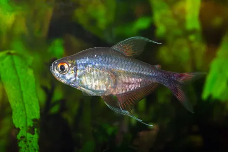 Fotografie druhu Hemigrammus filamentosus