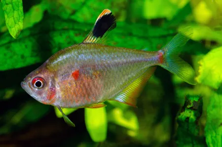 Fotografie druhu Megalamphodus socolofi