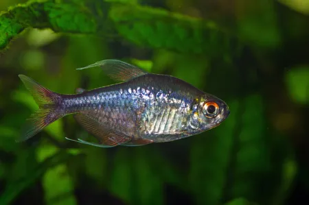 Fotografie druhu Hemigrammus filamentosus