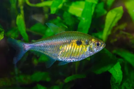 Fotografie druhu Hemigrammus stictus