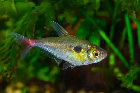 Fotografie druhu Hemigrammus stictus