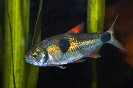 Fotografie druhu Exodon paradoxus