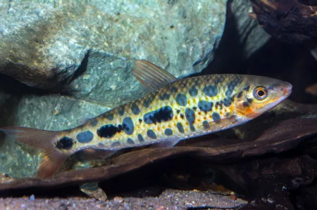 Fotografie druhu Leporinus sp.  Strawberry