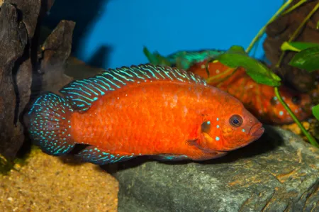 Fotografie druhu Rubricatochromis exsul