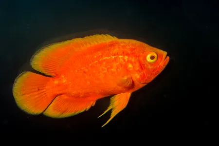 Fotografie druhu Astronotus ocellatus  Red Chilli