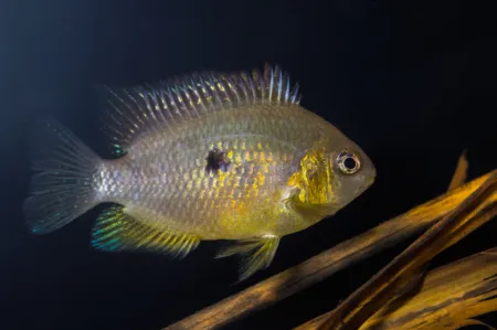 Fotografie druhu Amatitlania altoflava  Rio Canaveral