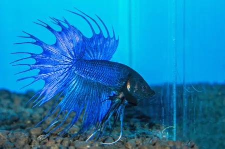 Betta splendens