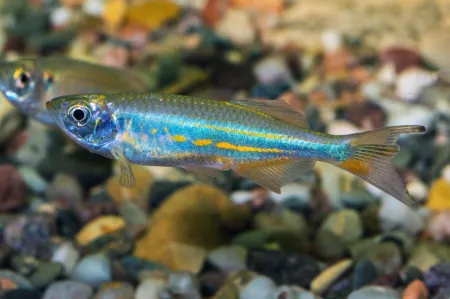 Fotografie druhu Devario malabaricus