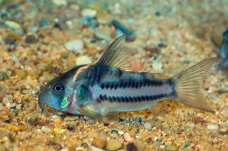 Fotografie druhu Hoplisoma parallelum