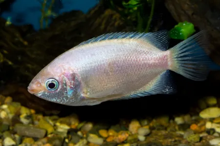 Fotografie druhu Helostoma temminckii