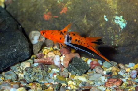 Fotografie druhu Xiphophorus hellerii