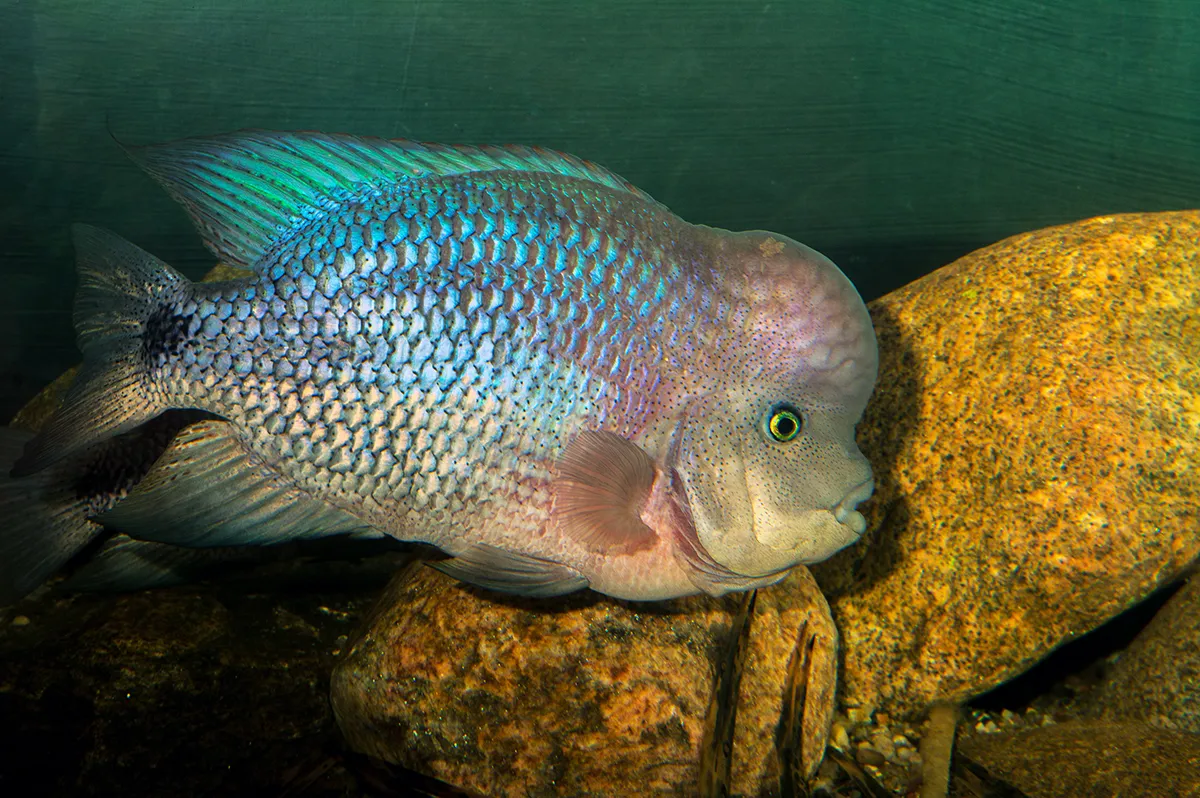 Fotografie druhu Vieja breidohri