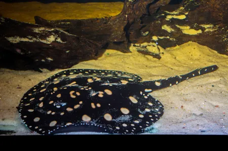Fotografie druhu Potamotrygon leopoldi  Black Diamond