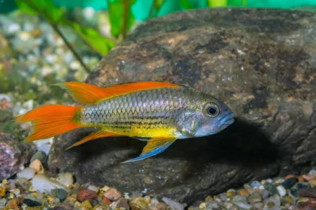 Fotografie druhu Apistogramma cacatuoides
