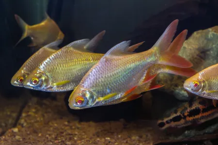 Fotografie druhu Barbonymus schwanefeldii  Albino