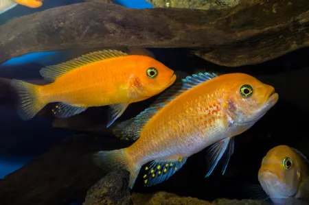 Fotografie druhu Maylandia zebra  Red