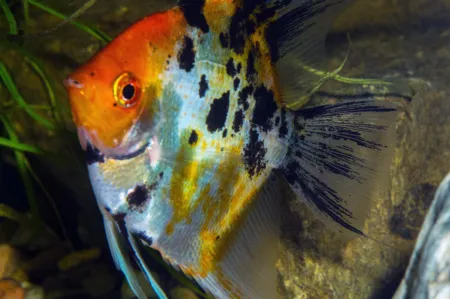 Fotografie druhu Pterophyllum scalare  Red Devil