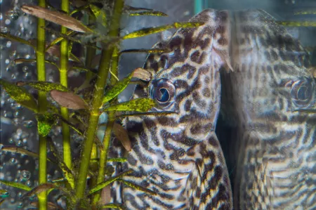 Fotografie druhu Hypancistrus seideli