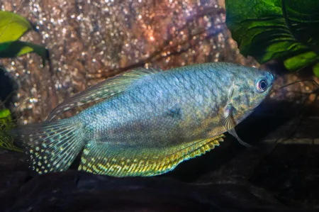 Fotografie druhu Trichopodus trichopterus