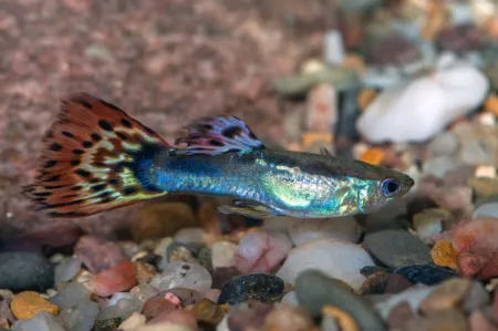 Fotografie druhu Poecilia reticulata