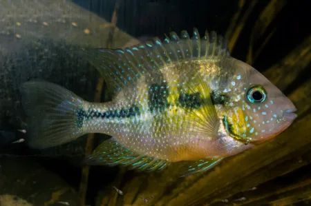 Fotografie druhu Thorichthys helleri