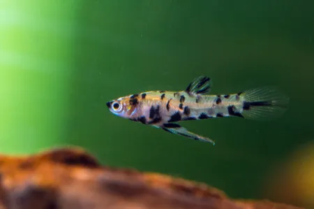 Fotografie druhu Phalloceros caudimaculatus