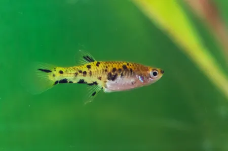 Fotografie druhu Phalloceros caudimaculatus