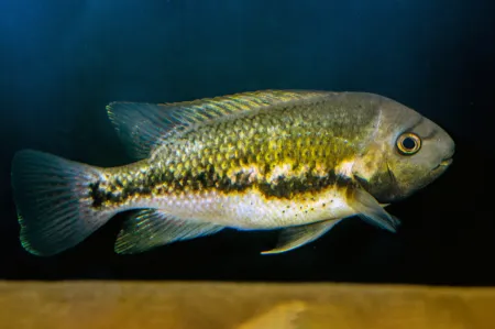 Fotografie druhu Talamancaheros sieboldii