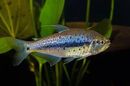 Fotografie druhu Pseudochalceus kyburzi