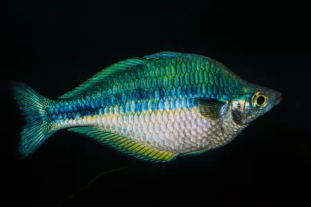 Melanotaenia lacustris