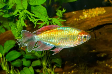 Fotografie druhu Phenacogrammus interruptus