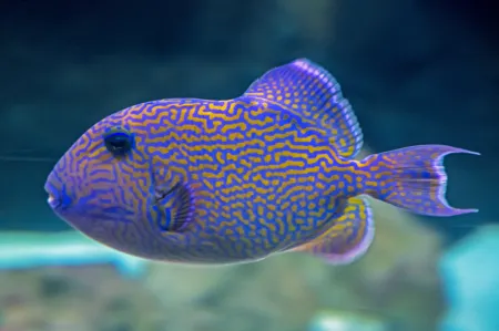 Fotografie druhu Pseudobalistes fuscus