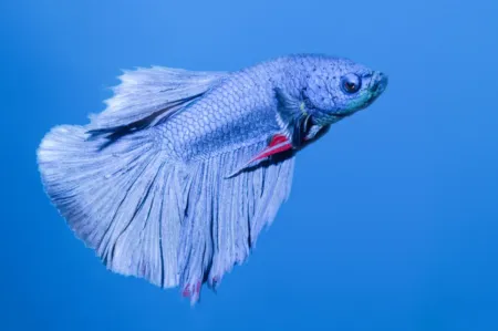 Fotografie druhu Betta splendens