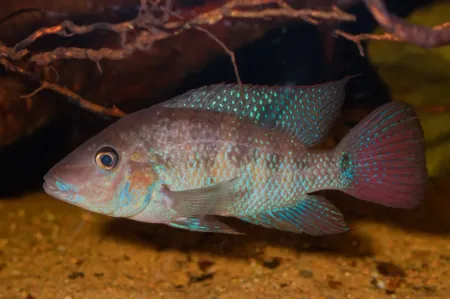 Fotografie druhu Cribroheros robertsoni