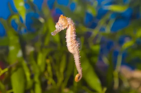 Fotografie druhu Hippocampus erectus