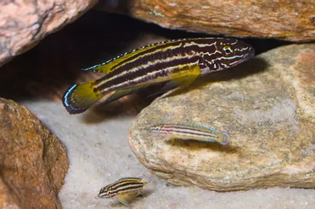 Fotografie druhu Julidochromis regani