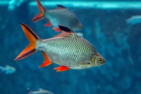 Fotografie druhu Barbonymus schwanefeldii