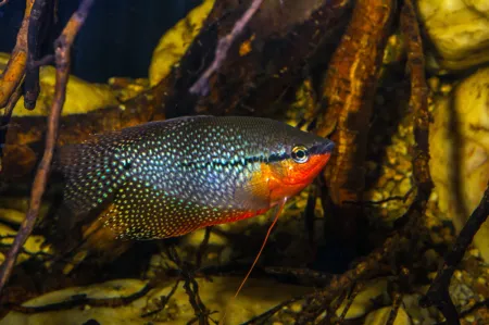 Fotografie druhu Trichopodus leerii