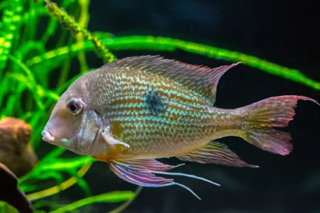 Fotografie druhu Geophagus brachybranchus