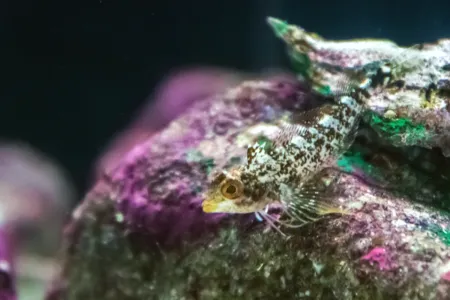 Fotografie druhu Tripterygion delaisi